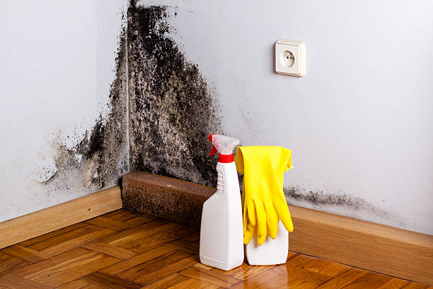 Best Environmental Consulting for Mold Prevention  in Powell, WY